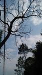 冬天枝桠
