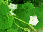 葫芦花