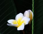 鸡蛋花