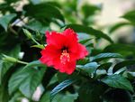 木槿花