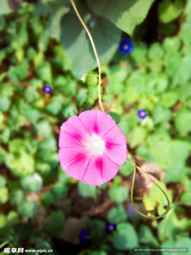 牵牛花