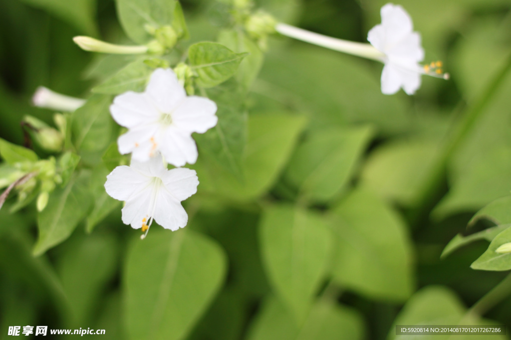 小白花