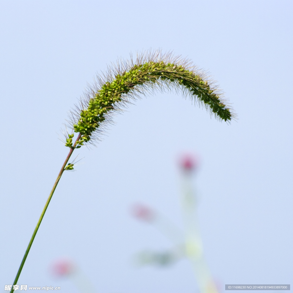 狗尾巴草