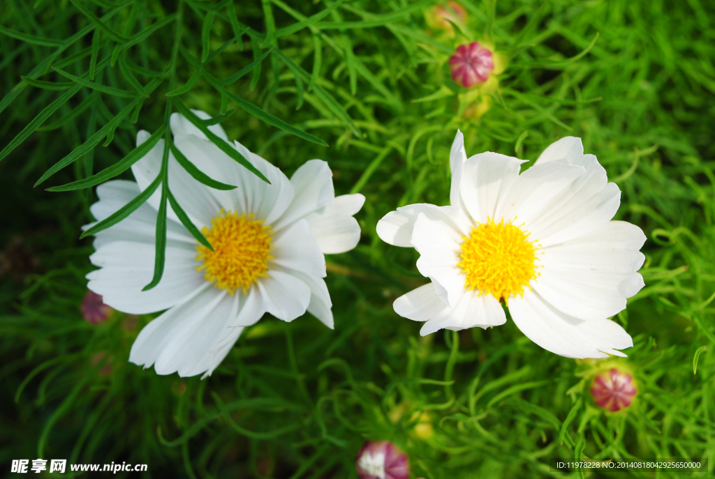 八瓣花花草格桑花
