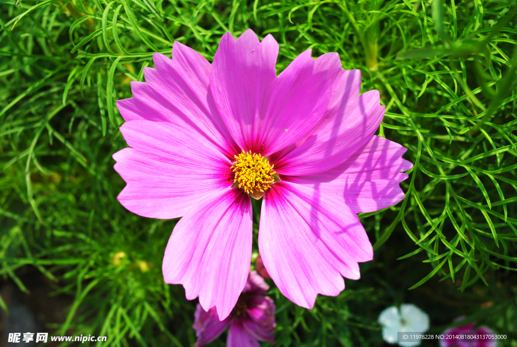 八瓣花花草格桑花