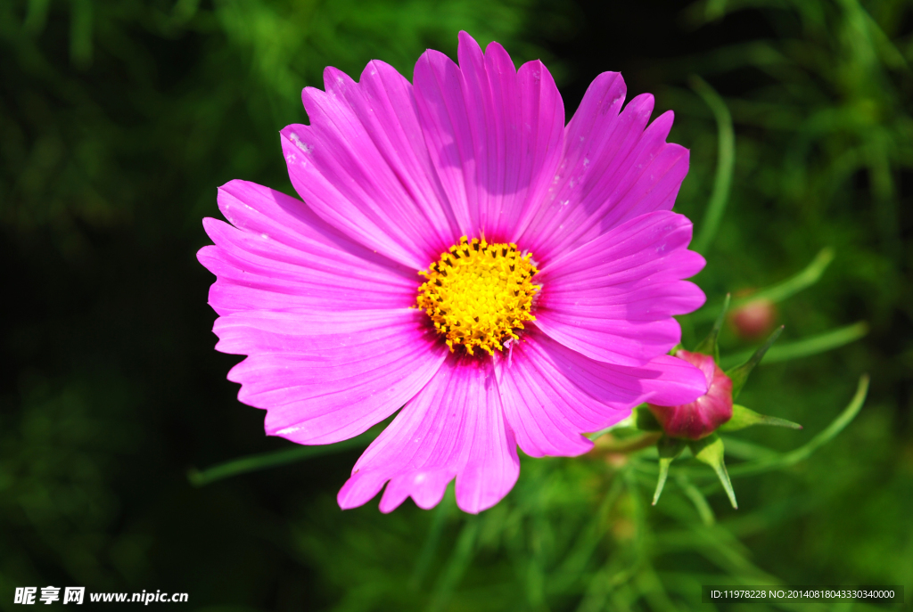 八瓣花花草格桑花