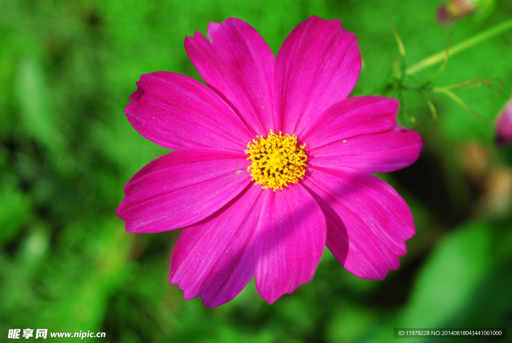 八瓣花花草格桑花