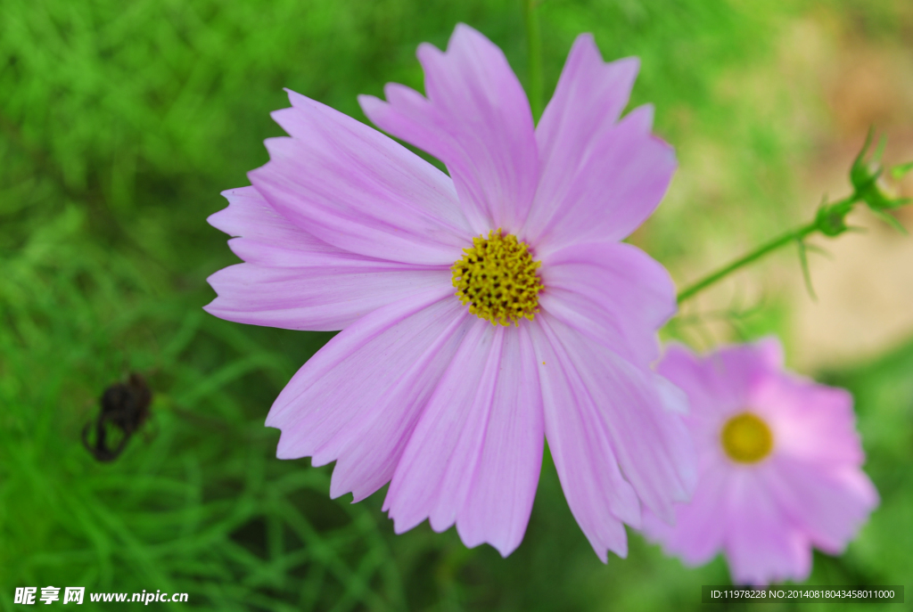八瓣花花草格桑花