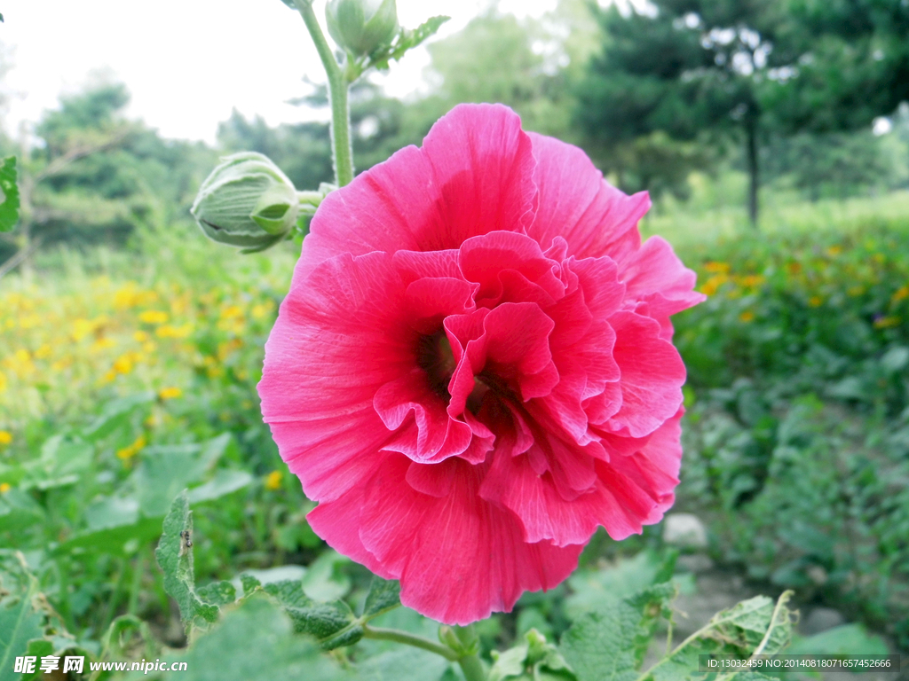 花