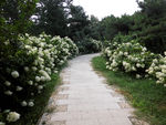 小路