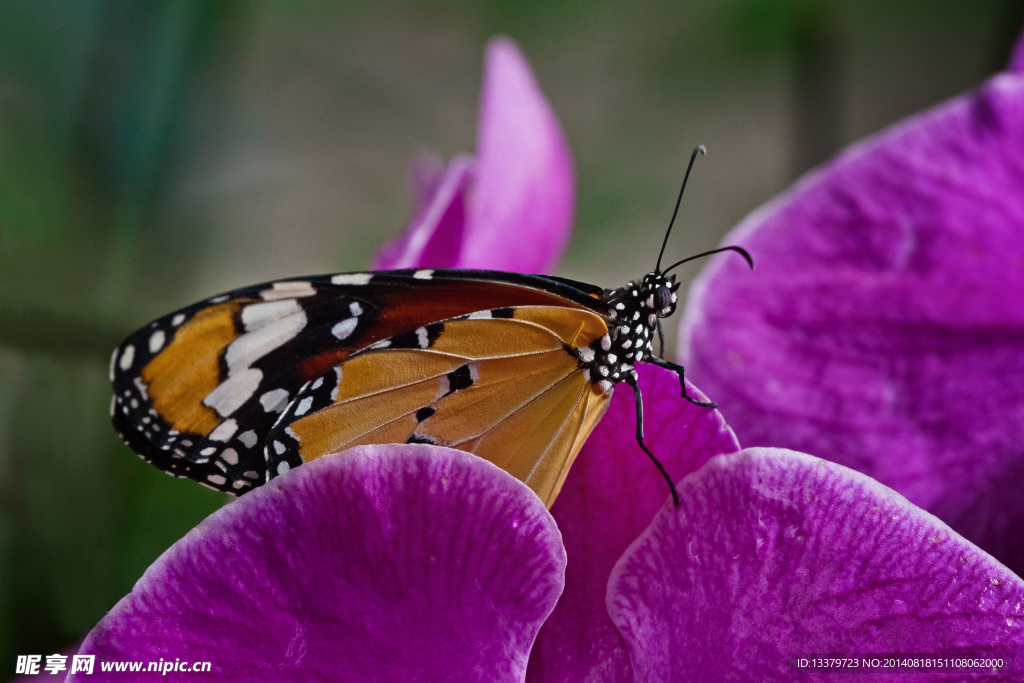 兰花中的虎斑蝶