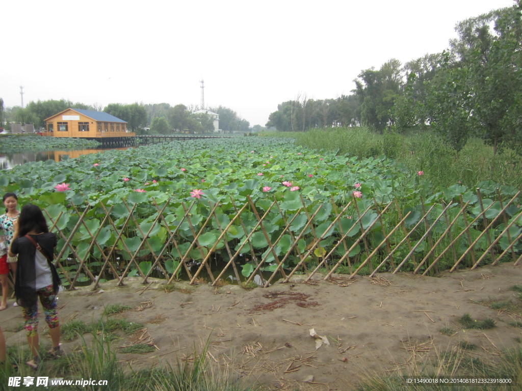 白洋淀荷花大观园