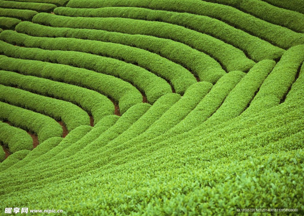 梯田风景图片