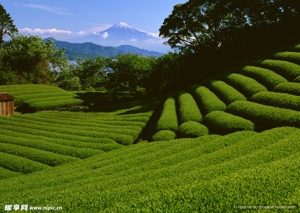 茶园梯田风景