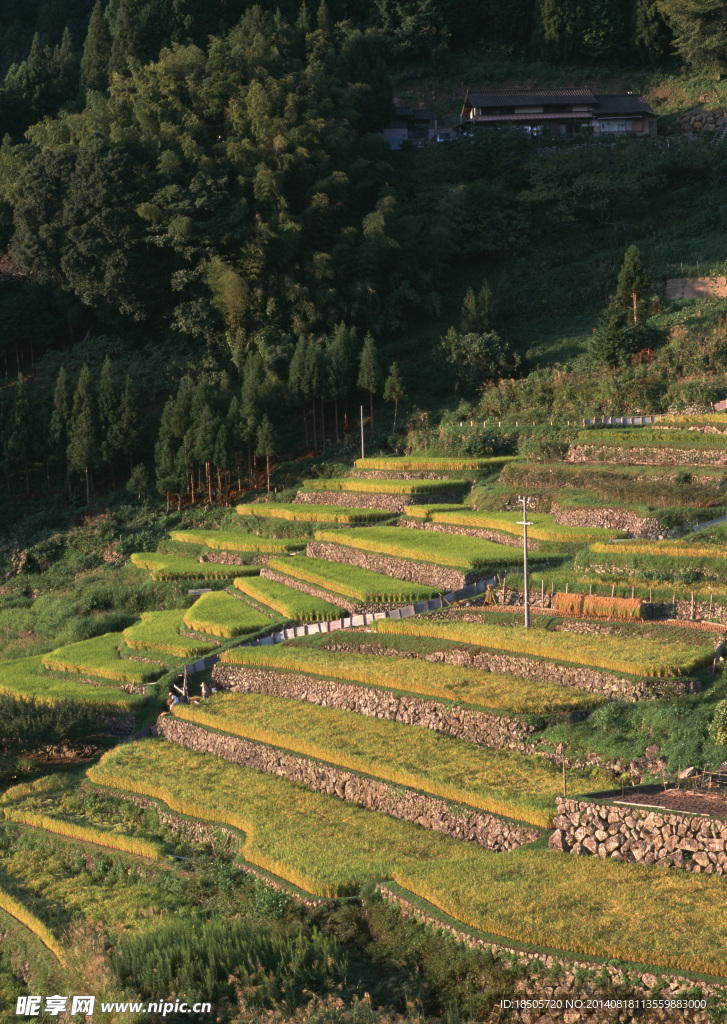 梯田风景图片