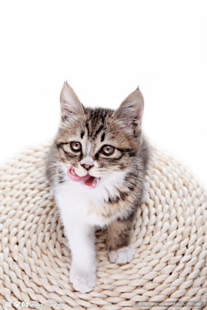 猫咪
