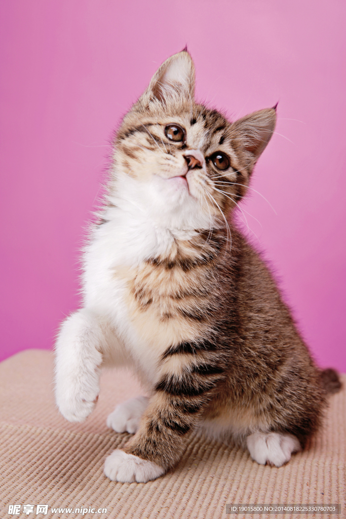 猫咪