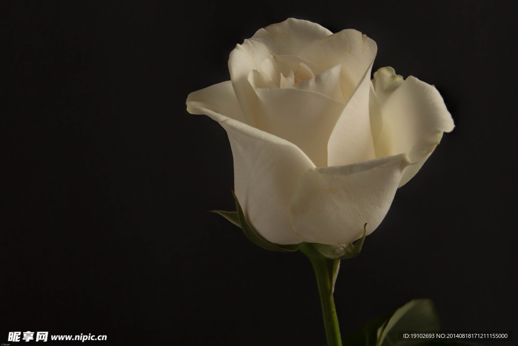黑暗中的白玫瑰
