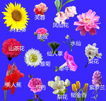 花卉