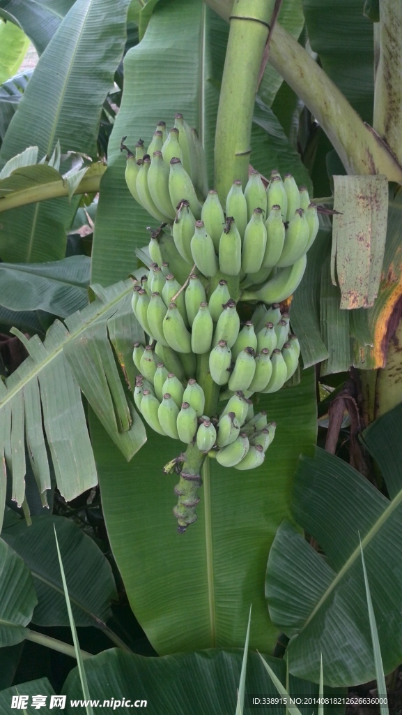 香蕉树