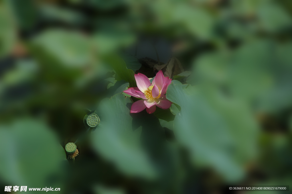 荷花