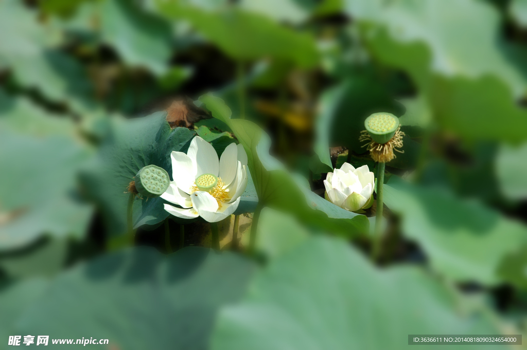 荷花