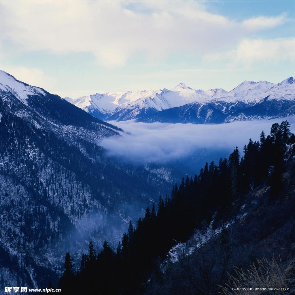 雪山树林