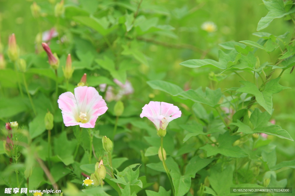 牵牛花
