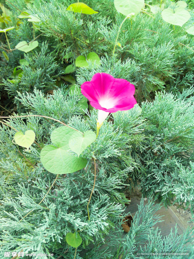 牵牛花