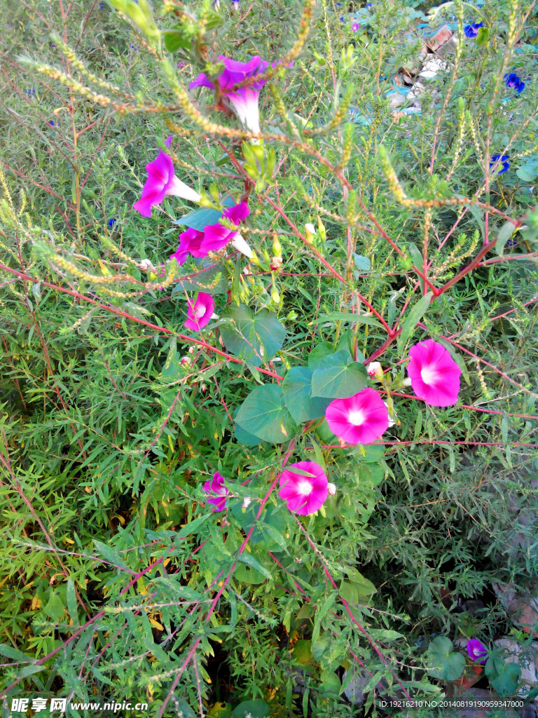 牵牛花