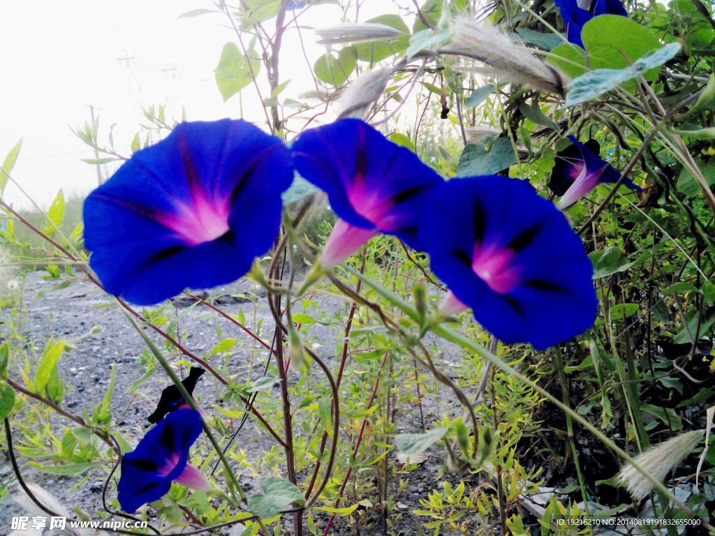 牵牛花
