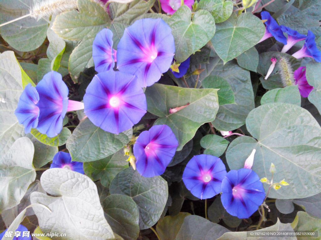 牵牛花