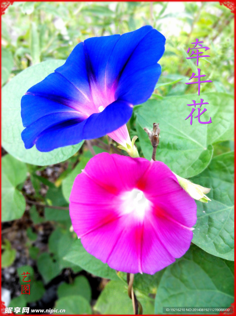牵牛花
