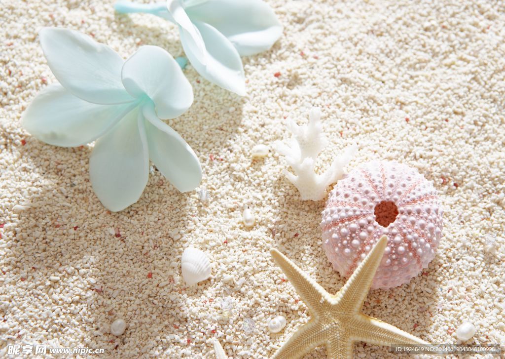 海星 贝壳 花