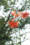 卷丹（虎皮百合）