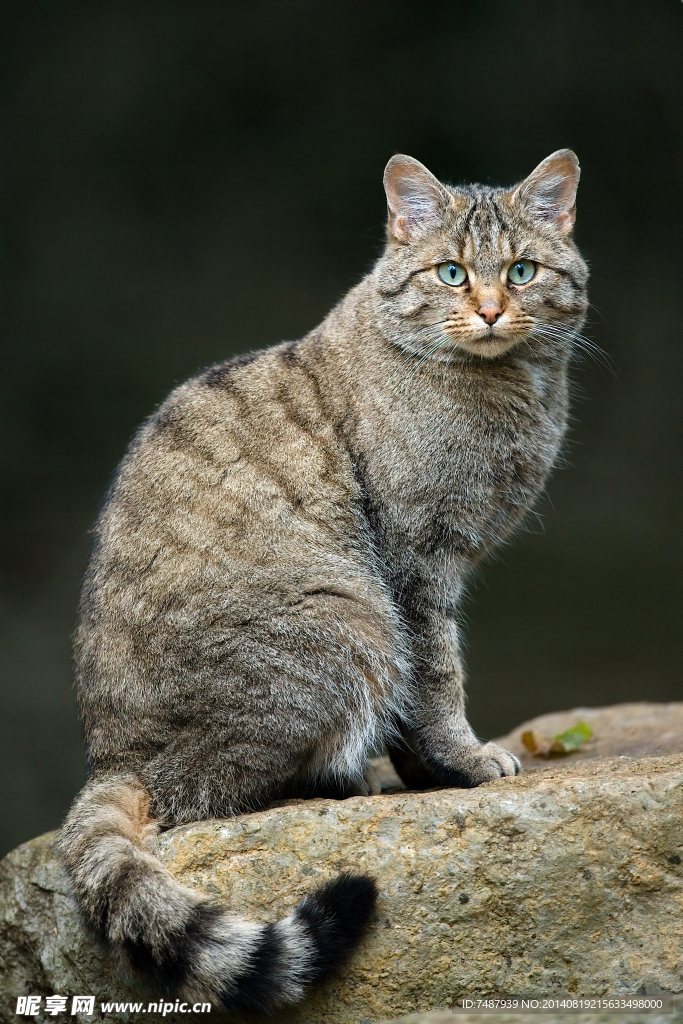 狸花猫