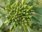 油菜花