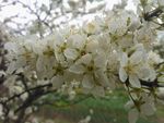 李子花白色魅力