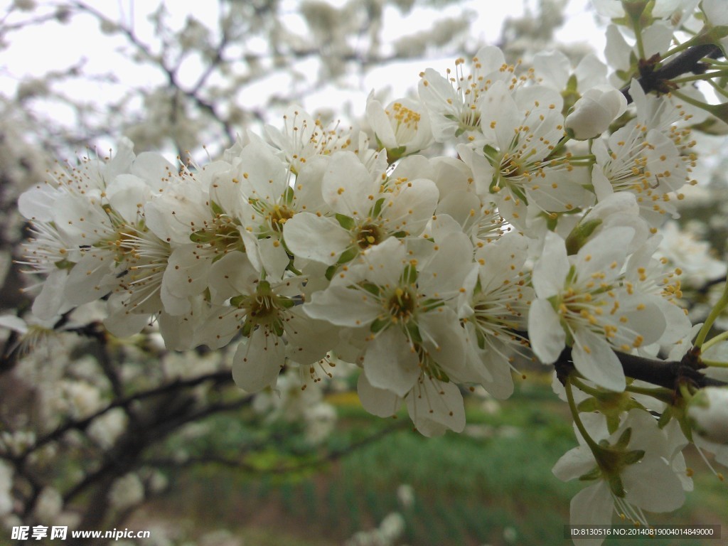 李子花白色魅力