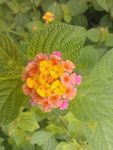 多彩花