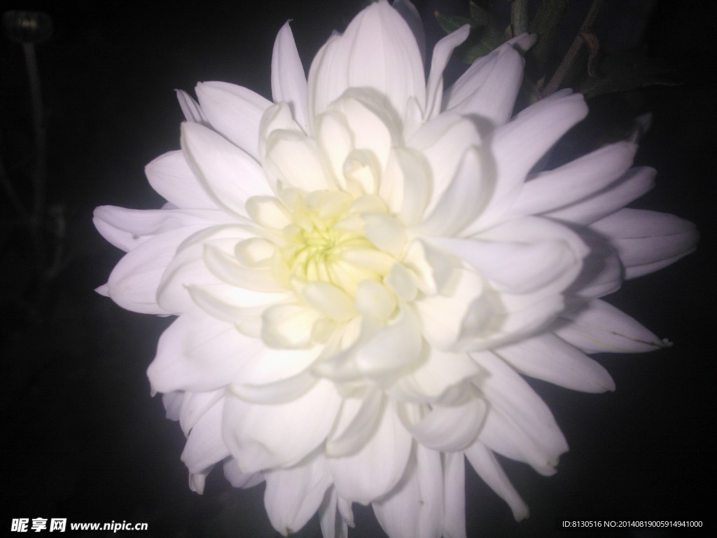 白色菊花