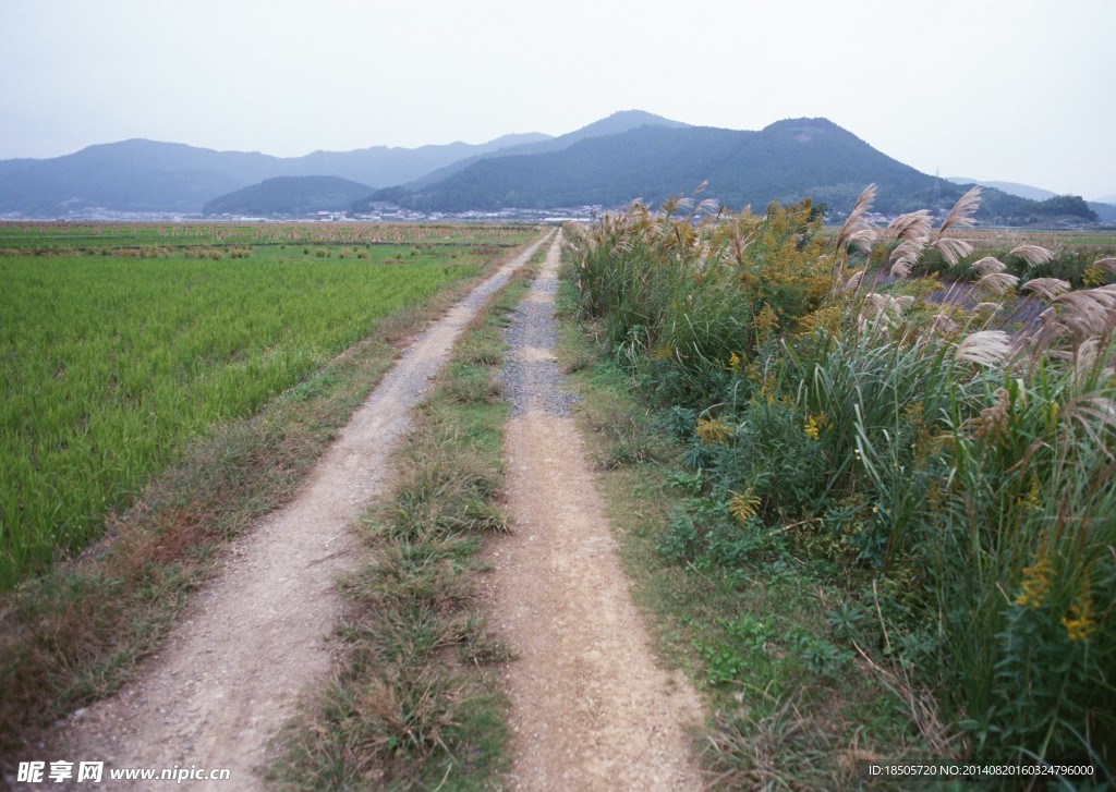 乡间小路景色