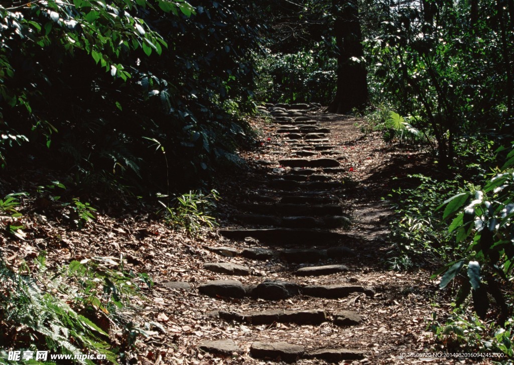 乡间小路景色