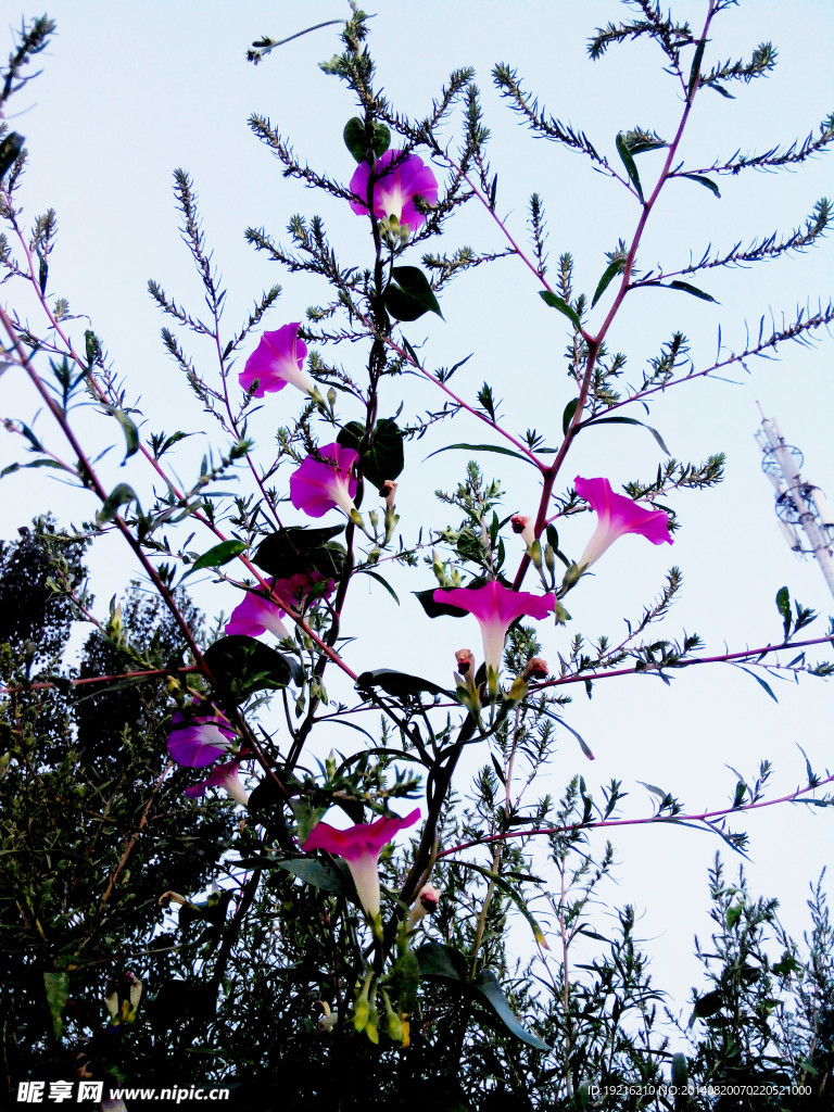 牵牛花