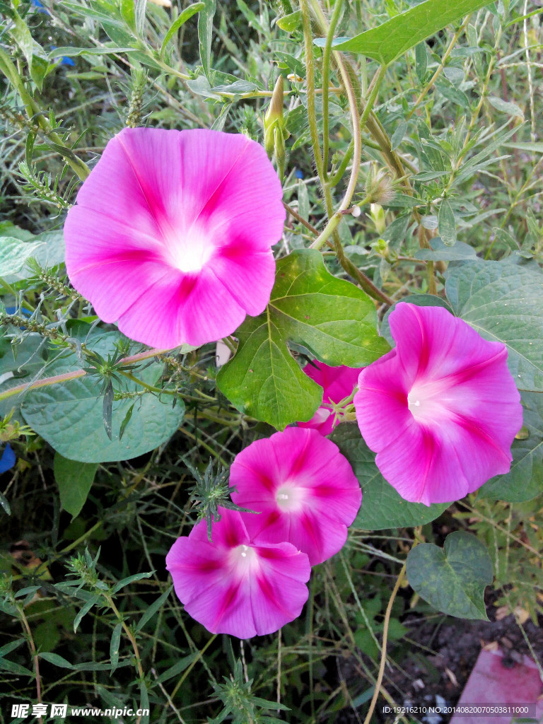 牵牛花