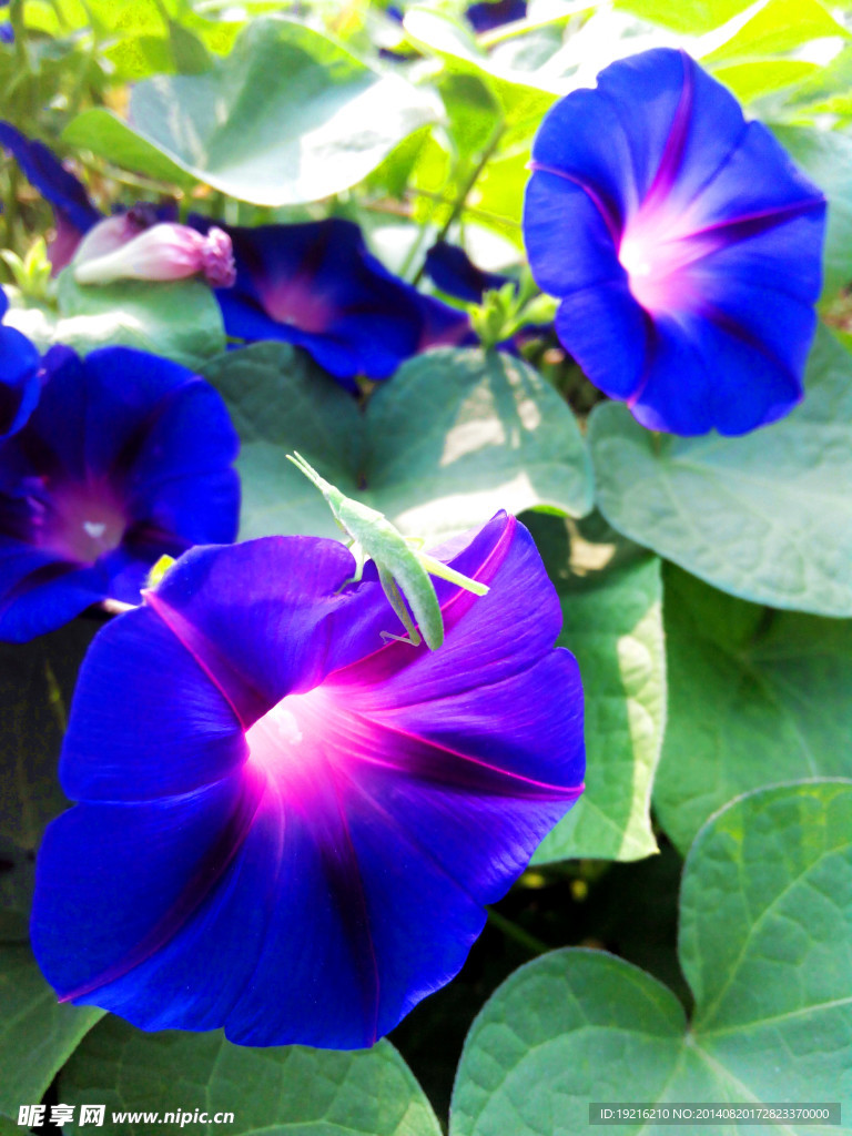 牵牛花
