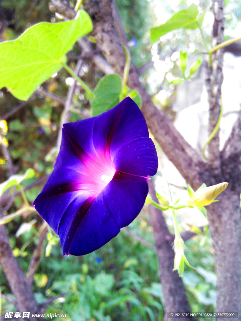 牵牛花