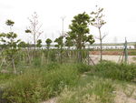 花草树木 沙地 花场