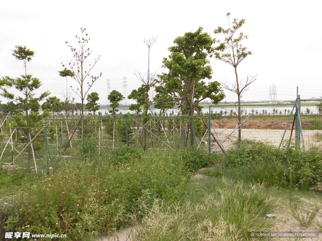 花草树木 沙地 花场