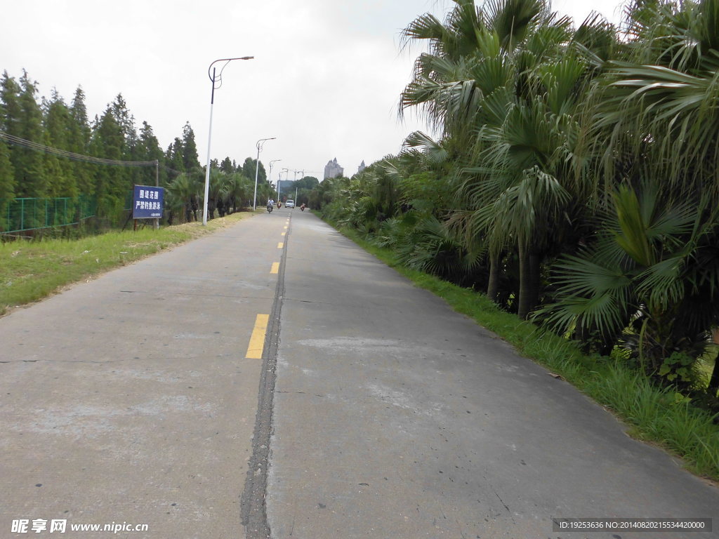 花草树木  马路 道路